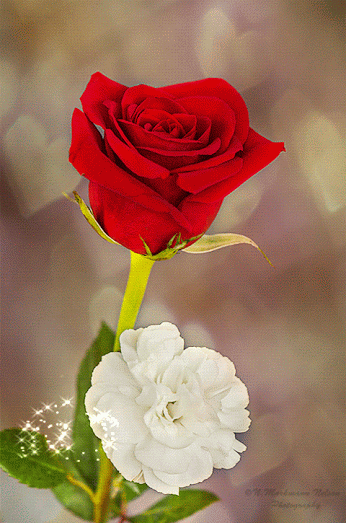 صورة وردة حمراء مع قلوب متحركة حب وغرام ورومانسية - صور ورد وزهور Rose Flower images